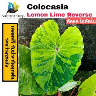 Colocasia Lemon Lime reverse ถอนสด ไม่ตัดใบ โคโลคาเซีย เลม่อน ไลม์รีเวิส