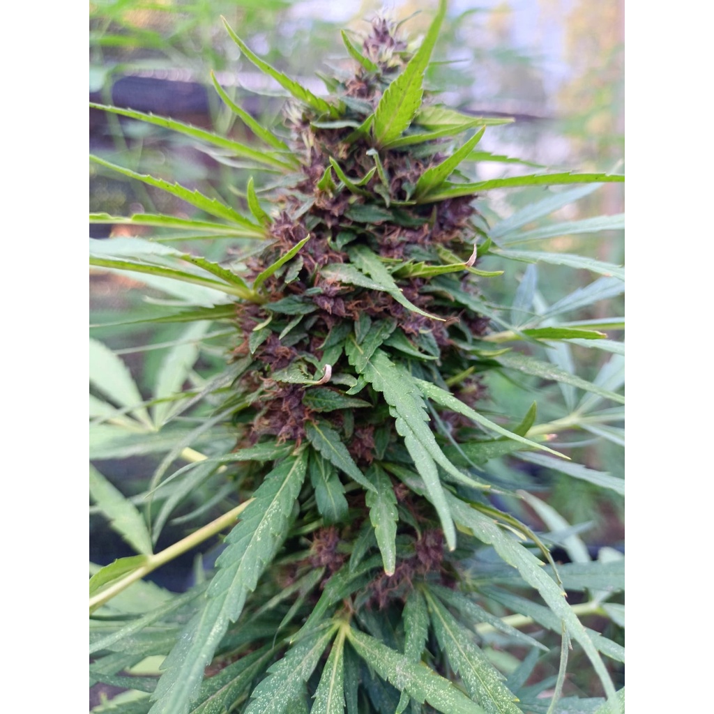 ต้นแม่เมล็ดค่าย สายพันธุ์นำเข้า Black maria purple คัดเพศเมีย