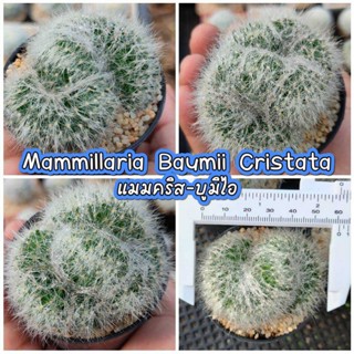 กระบองเพชร แมมบูมิไอคริส Mammillaria Baumii Cristata แมมคริส เลี้ยงง่าย ขยายพันธุ์ไว (แคดตัส,กระบองเพชร,แมมมิลลาเรีย)