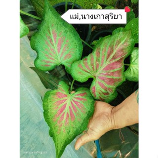 นางเกาสุริยา​บอนสีโบราณ​หา​ยาก​น่า​สะสม​