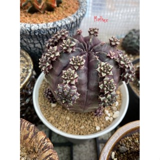 Day dream cactus (offshoot 3-4cm) clone of Uncle Chorns s cabin