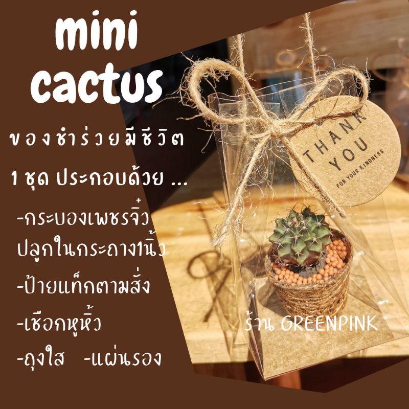 ของชำร่วย ต้นกระบองเพชร พร้อมส่ง ต้นไม้จริง​ ของฝาก no.14 งานแต่ง ต้นไม้มงคล ของชำร่วยงานแต่ง ของขวัญ ยิมโน แคคตัส