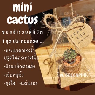 ของชำร่วย ต้นกระบองเพชร 🌵 ต้นไม้จริง​ ของฝาก no.14 งานแต่ง ต้นไม้มงคล ของชำร่วยงานแต่ง ของขวัญ ยิมโน แคคตัส ปีใหม่