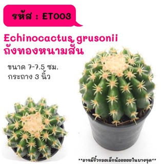 ET003 Echinocactus grusonii  (ถังทองหนามสั้น) cactus กระบองเพชร แคคตัส กุหลาบหิน พืชอวบน้ำ