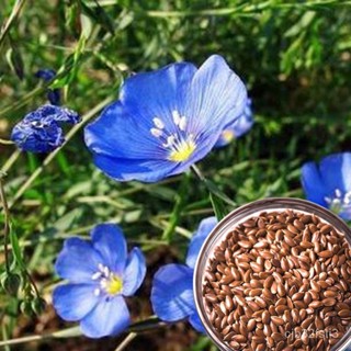 （คุณภาพสูง เมล็ด）เมล็ดพันธุ์ Blue Flax Flower Seeds บรรจุ 100 เมล็ด ต้นไม้มงคล ต้นไม้ฟอกอากาศ/ง่าย ปลูก สวนครัว /ต้นอ่อน