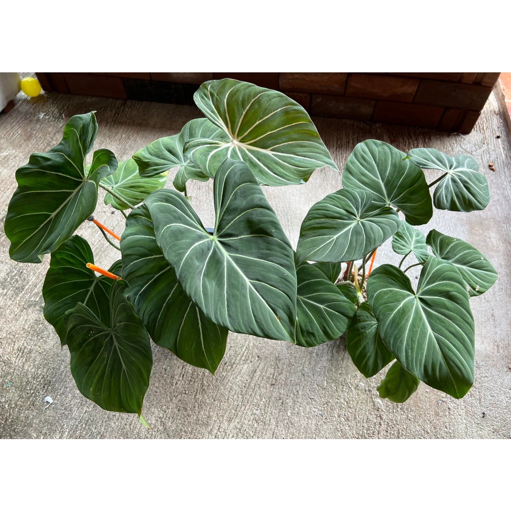 Philodendron​ Gloriosum​ ก้านกลม (ไม้ฟอร์มใบใหญ่สวย) ฟิโลเดรนดรอน กลอริออซั่ม