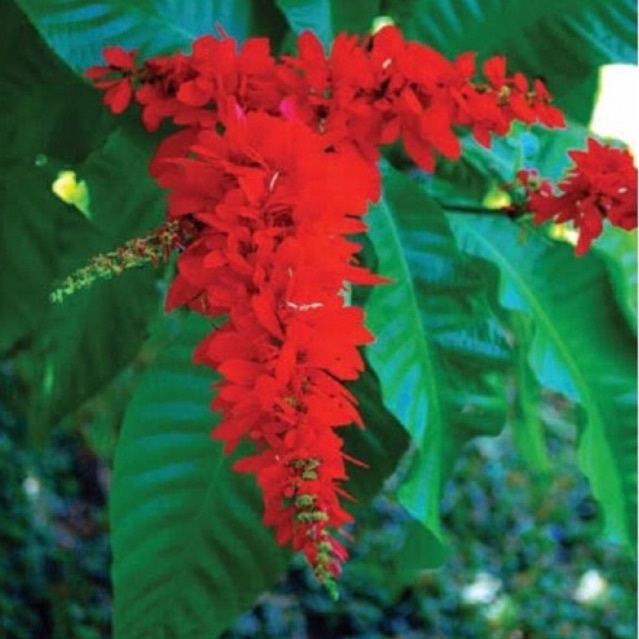 ต้นวาซีวีเซีย หรือ 'หงษ์แดง'"Warszewiczia"กิ่งปักชำ กระถาง 11"ความสูง 60-80cm.