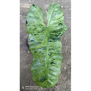 Philodendron Paraiso