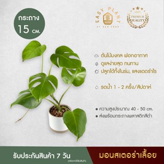 มอนสเตอร่า Monstera Borsigiana แบบเลื้อย รากยาวมาก ต้นไม้ฟอกอากาศ ต้นไม้มินิมอล ต้นไม้ประดับ สวยงาม ตกแต่งบ้าน easyplant