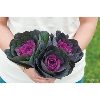 ผลิตภัณฑ์ใหม่ เมล็ดพันธุ์ 202250 เมล็ดอวบอ้วน กะหล่ำประดับ (Ornamental Cabbage) Cabbage flower Seeds มีคู่มือพร /คะน้า B