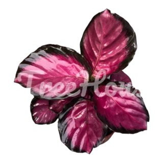 คล้าคิมสัน กระถาง 5 นิ้ว  CALATHEA CRIMSON POT 5