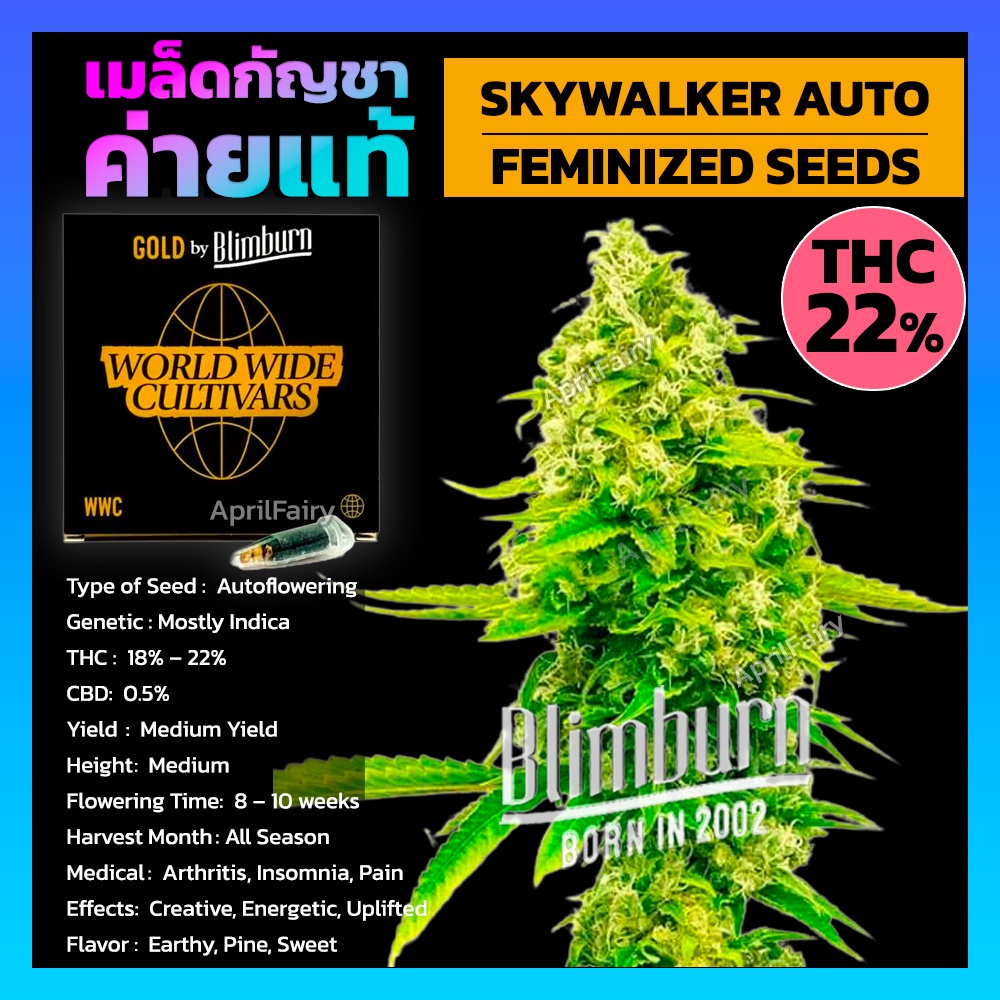 เมล็ดพันธุ์กัญชา SKYWALKER AUTO THC สูง ออโต้ เพศเมีย เมล็ดกัญชานอก เมล็ดค่าย Blimburnseeds รับประกั