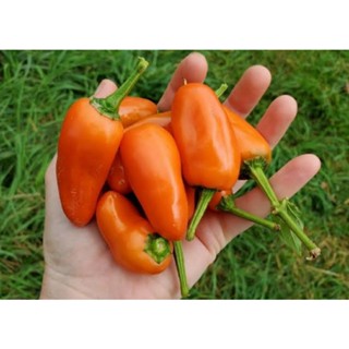 เมล็ดพันธุ์พริกหวานสีส้ม แทงเจอรีน ดรีม (Tangerine Dream Sweet Pepper Seed) บรรจุ 25 เมล็ด ของแท้ คุณภาพดี ราคาถูก