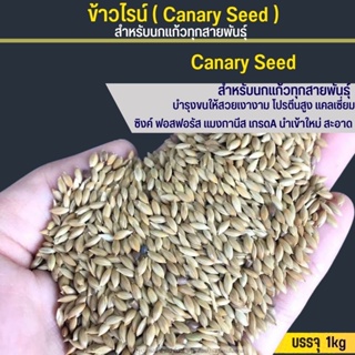 ข้าวไรน์ Canary Seed นำเข้าจาก Canada บำรุงให้ขนสวย มันเงา สำหรับนกแก้วและหนูแฮมสเตอร์