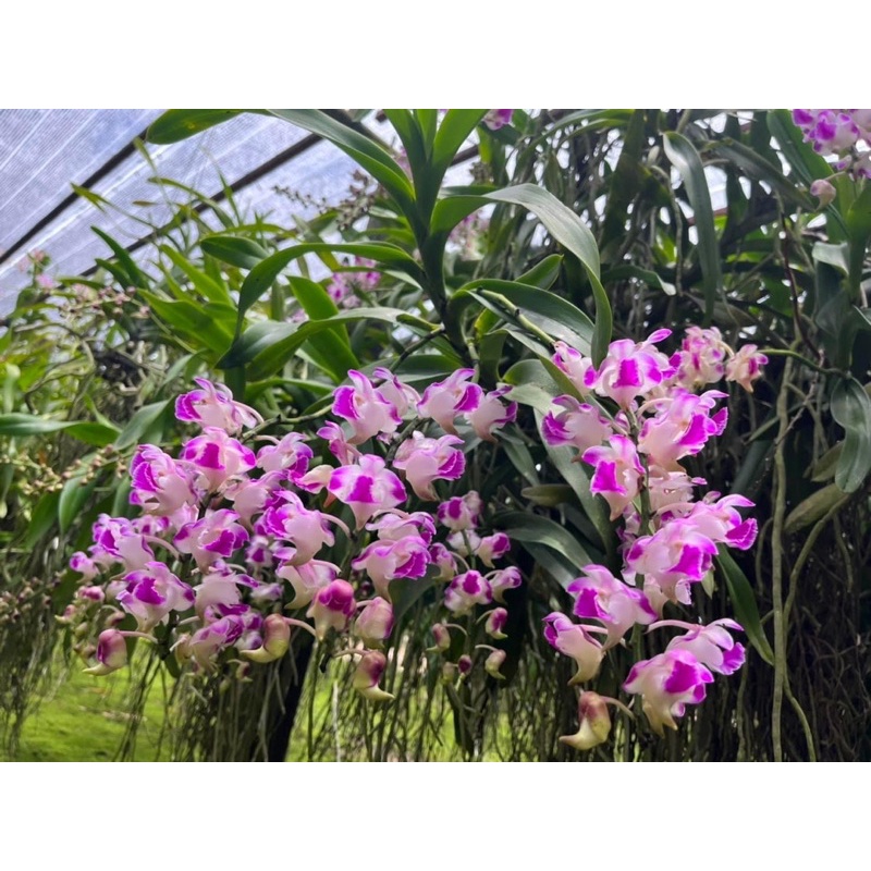 กล้วยไม้กุหลาบลอเรนเซีย ติดดอกหน้าร้อน หอมสุดๆ