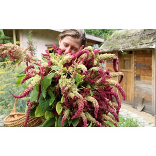 เมล็ดพันธุ์ผักโขม 3 สี ริโอ แซน ลอเรนโซ่ (Rio San Lorenzo Amaranthus Seed) บรรจุ 200 เมล็ด ของแท้ คุณภาพดี ราคาถูก