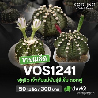 ผลิตภัณฑ์ใหม่ เมล็ดพันธุ์ เมล็ดพันธุ์คุณภาพสูงในสต็อกในประเทศไทย พร้อมส่ง ะให้ความสนใจของคุณเมล็ดแคคตัส vos1241 /ผักชี A