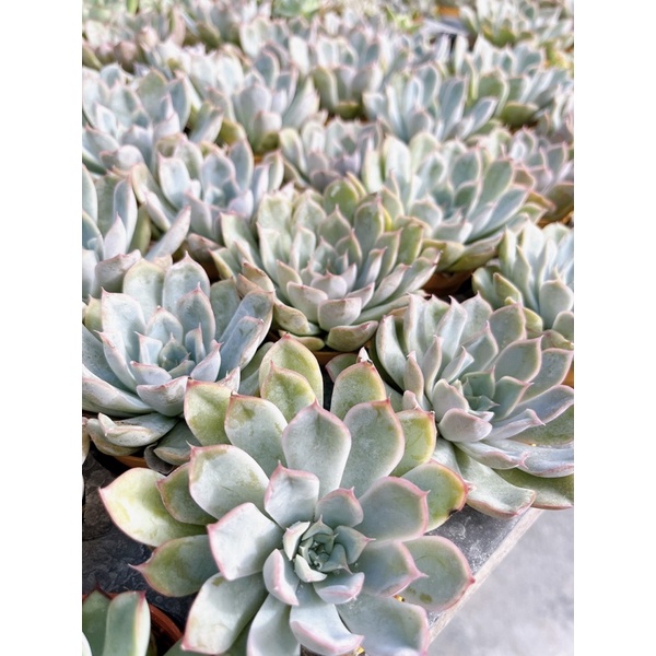 Echeveria :  Fiona ” ราคา ถูกที่สุด ดีลบีเคเค แกลเลอรีภาพที่ 8