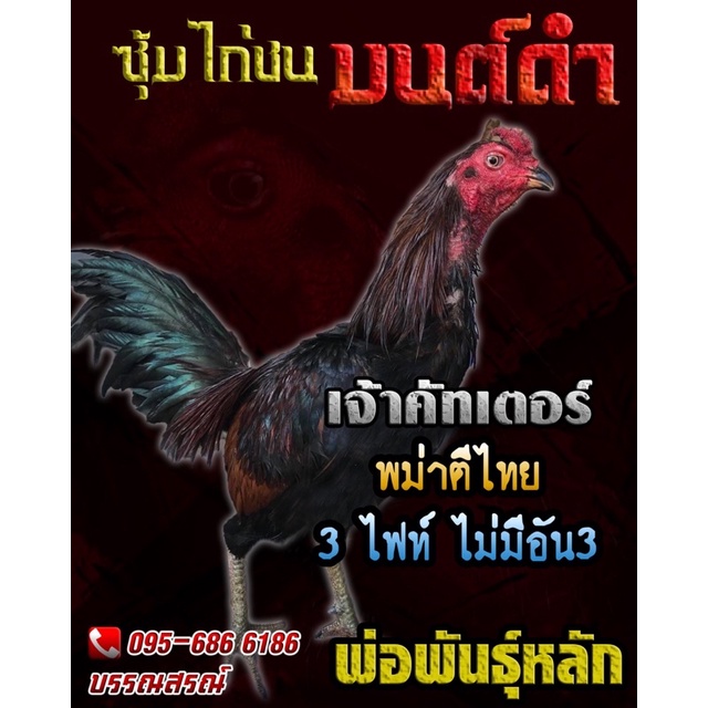 ไข่เชื้อไก่ชนพม่าตีเชิง(ชมคลิปพ่อพันธุ์) พม่าม้าล่อสายเลือดดี ตีเชิงอาชีพ เจ้าคัตเตอร์