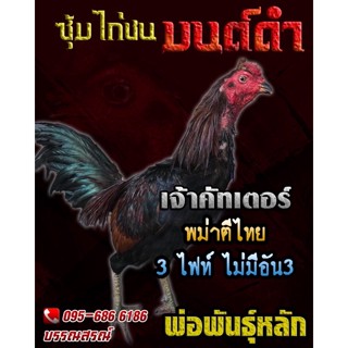 ไข่เชื้อไก่ชนพม่าตีเชิง(ชมคลิปพ่อพันธุ์) พม่าม้าล่อสายเลือดดี ตีเชิงอาชีพ เจ้าคัตเตอร์