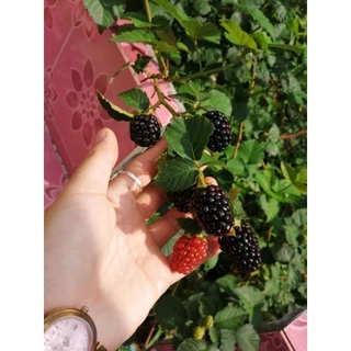 🌳ต้นแบล็คเบอรี่🍒สายพันธ์ใหม่-เก่าให้เลือก💚ปลูกได้ทุกภาคส่งไม่เกิน3วันค่ะ ❤[