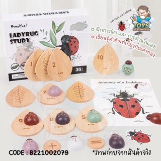 ✅พร้อมส่งในไทย✅ ของเล่นไม้ Ladybug Study เรียนเลข นับจำนวน วงจรชีวิตเต่าทอง B221002079