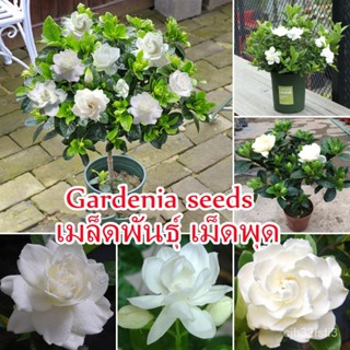 （คุณภาพสูง เมล็ด）100pcs/bag เมล็ดพันธุ์ เม็ดพุด White Gardenia Seeds Beautiful Bonsai Flower Seeds เมล็ดดอกไม้สว/งอก 58F