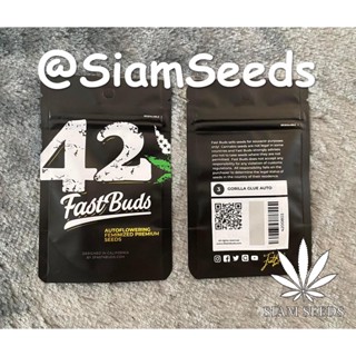 เมล็ดกัญชา Fastbuds Gorilla Glue Auto Cannabis Seeds (Pack of 3)