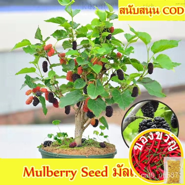 รับประกันสายพันธุ์แท้ 100 % ปลูกง่าย Mulberry Seed มัลเบอร์รี่ (300PCS/BAG) Bonsai Fruit Plant Seed ทับทิมแดงมารวย ต้นไม