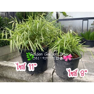 ไผ่เงิน ไผ่แมว ไซส์จัมโบ้ 10” 🌿🌿🌿🌿(มีไซส์กระถาง 6”,8” อยู่คนละรายการจ้ะ)