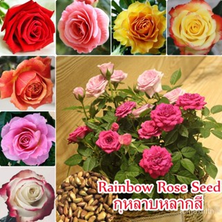 （คุณภาพสูง เมล็ด）Mixed Rainbow Rose Seeds (100pcs/bag) Beautiful Romantic Flowers เมล็ดพันธุ์/ง่าย ปลูก สวนครัว /ผักชี V