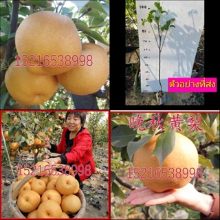 (1ต้น) สาลี่หิมะ  ลูกแพร Pears ต้นสาลี่หิมะ  ต้นลูกแพร ศรัณย์รักษ์