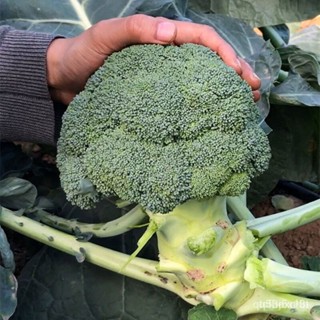 ผลิตภัณฑ์ใหม่ เมล็ดพันธุ์ 2022(ขายเป็นเมล็ด) 200ชิ้น/ถุง Broccoli seed เมล็ดผักต่างๆ เมล็ดผักสลัด เมล็ดอวบอ้วนผ /มะเขือ