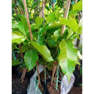 ต้นพีนัทบัตเตอร์ หรือต้นเนยถั่ว ผลสุกหวานมัน ต้นเตี้ย ติดผลดก สูง60-70ซ.ม แบบกิ่งตอน