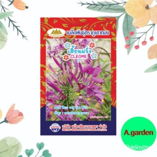 ผลิตภัณฑ์ใหม่ เมล็ดพันธุ์ เมล็ดพันธุ์ ดอกเสี้ยนฝรั่ง  ( CLEOME ) แพ็ค 10 ซอง PHVQ/ผักสลัด็ดด/มะเขือ 37H2