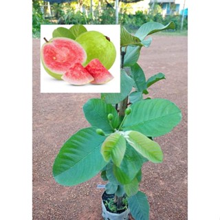 ต้นฝรั่งหงเป่าสือ ผลใหญ่ไร้เมล็ดเนื้อสีแดง  หวานกรอบ สูง70-100ซ.ม แบบตอนกิ่ง