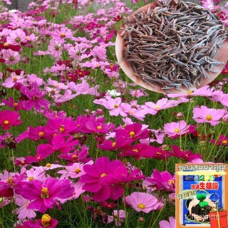 （คุณภาพสูง เมล็ด）เมล็ดพันธุ์ ดอกคอสมอส Cosmos Mixed Flower Seeds แต่ละแพ็คมี 100 เมล็ด ดอกไม้/ง่าย ปลูก สวนครัว /มะเขือ