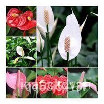 ผลิตภัณฑ์ใหม่ เมล็ดพันธุ์ 20Pcs Anthurium Seeds Perennial Evergreen Herb Bonsai Plants Seeds #SH57 PPDP คละ สวนครั/ ARU0