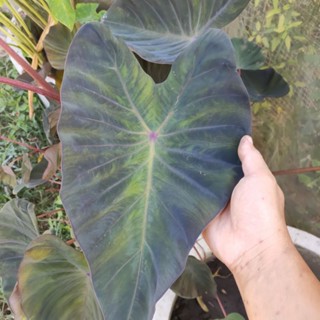 Colocasia Nebula ตัดสด ไม่ตัดใบ โคโลคาเซีย เนบูล่า