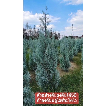 สนบลูไอซ์ Arizona cypreess “Bluelce”รากเดินดีทุกต้นมีสินค้าพร้อมส่ง