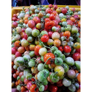 🍅มะเขือเทศตำส้มตำมะเขือซ้อหลายสี💯ขายถูก500g