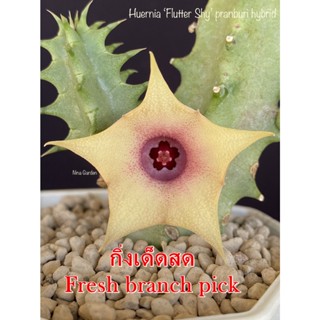 เก๋งจีน Huernia flutter shy pranburi hybrid *กิ่งเด็ดสด* แคคตัส ไม้อวบน้ำ Cactus and Succulent