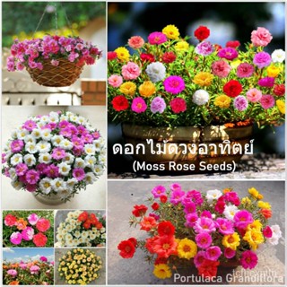 （คุณภาพสูง เมล็ด）เมล็ดพันธุ์ดอกไม้ดวงอาทิตย์ 1000 เมล็ด (Moss Rose Seeds) Portulaca Grandiflo/ง่าย ปลูก สวนครัว /ผักชี O