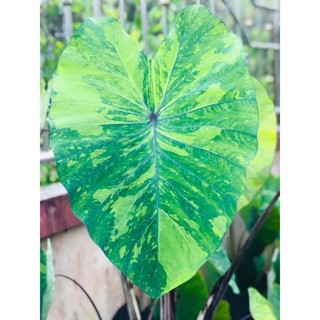 เลม่อนไลม์Colocasia​ Lemon-Lime​