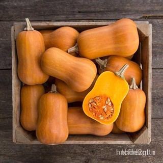 ผลิตภัณฑ์ใหม่ เมล็ดพันธุ์ 2022เมล็ดอวบอ้วน ฟักทอง ฮันนี่นัท (Honeynut Squash Seed) บรรจุ 10 เมล็ด คุณภาพดี ราคา /มะเขือ