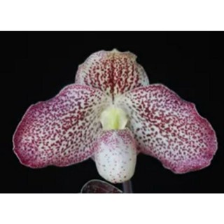 Paph.S,Gratri x(bellatulum x godefroyae)(AP 4-11)