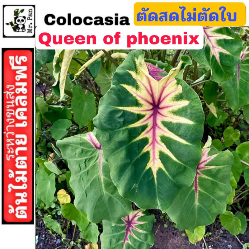 Colocasia Queen of phoenix ตัดสด ไม่ตัดใบ โคโลคาเซีย ราชินีฟีนิกซ์