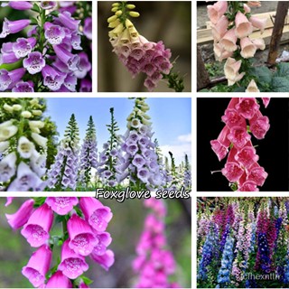 （คุณภาพสูง เมล็ด）ประเทศไทย พร้อมสต็อก ปลูกง่าย Foxglove seeds บรรจุ 200 ไม้จริง ต้นบอนสีทุกสี บอนสีสวยๆ บอนสีชาย/มะเขือ