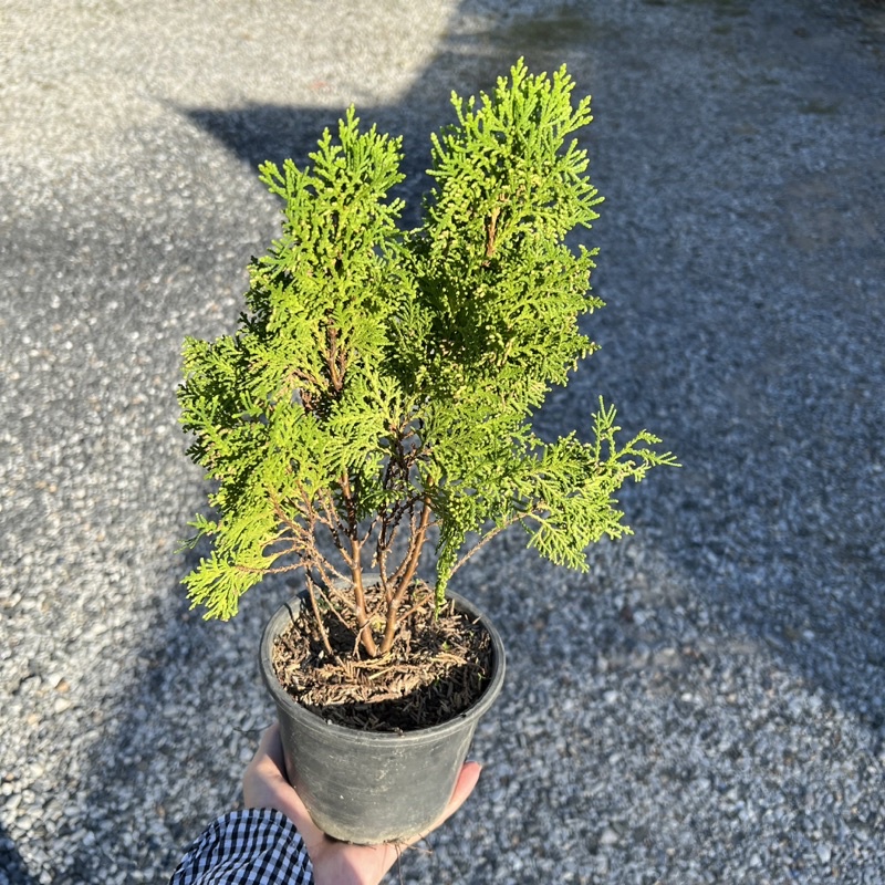สนแผง (Platycladus orientalis) กระถาง 5 นิ้ว สูง 22-30ซม. รากแน่นฟอร์มสวย🌲