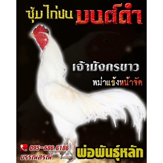 ไข่เชื้อไก่ชน พม่าแข้งคม (มีคลิปพ่อพันธุ์) ไข่ไก่ชนพม่าแข้งหน้าจัด แผลคม เจ้ามังกรขาว